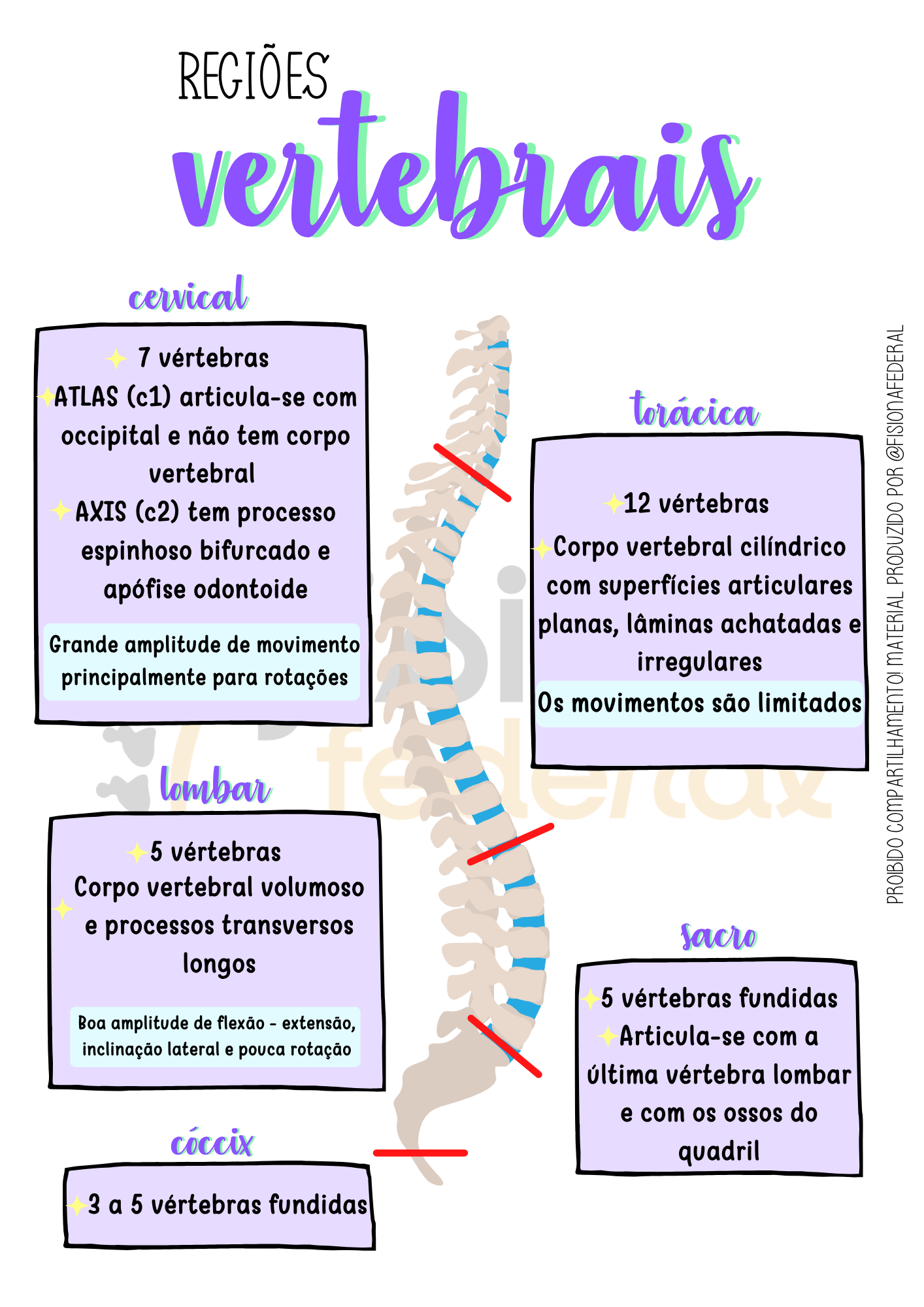 Regiões Vertebrais — Cinesiologia Facilitada